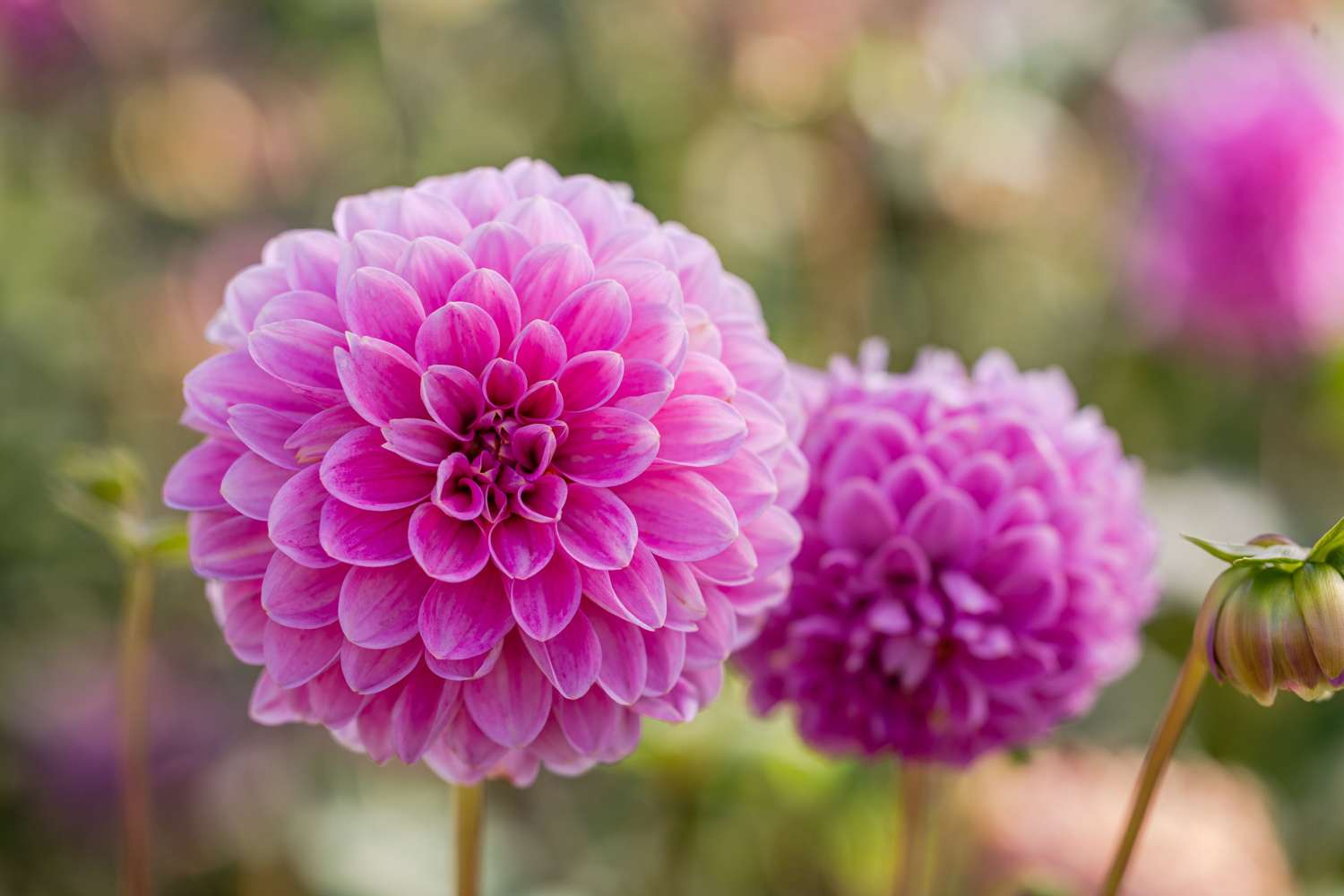 Daalia 'Sweet Fabienne'